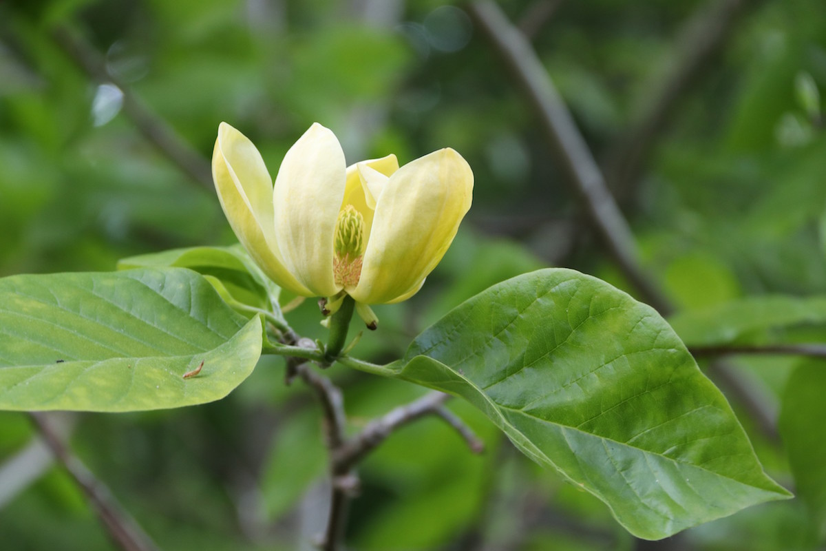 acuminata var subcordata